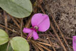 Eastern milkpea